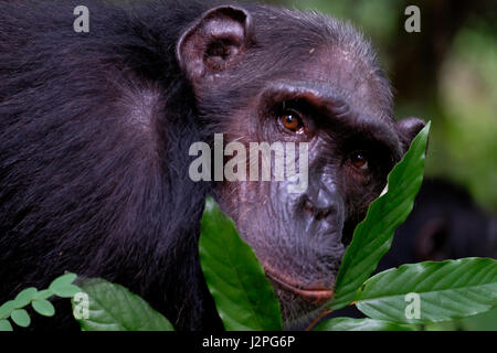 Im Gombe Stream National Park in der westlichen Kigoma Region, Tansania, wird ein wilder Schimpansen der Kasakela-Schimpansen beobachtet Stockfoto