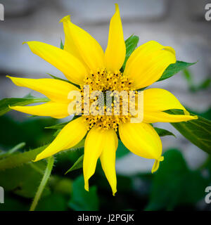 Wilde Heimat Sonnenblumen blühen Stockfoto