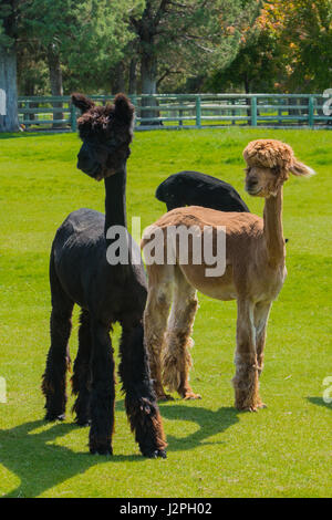 Herde von jungen Alpaka angehoben kommerziell auf einer ranch Stockfoto