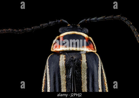 X4 Vergrößerung extreme Makro ein Ten-Lined Juni Käfer. Stockfoto