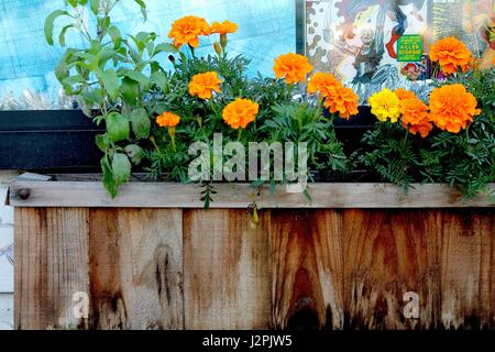 Box Blumen auf Stadt Bürgersteig Stockfoto