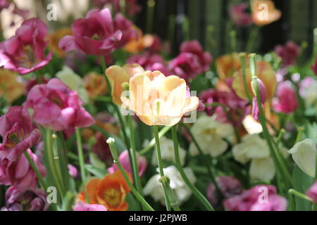 Gelb und rosa Tulpen Stockfoto