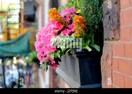 Box Blumen auf Stadt Bürgersteig Stockfoto