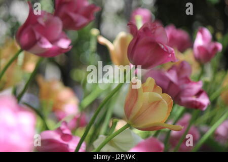 Gelb und rosa Tulpen Stockfoto