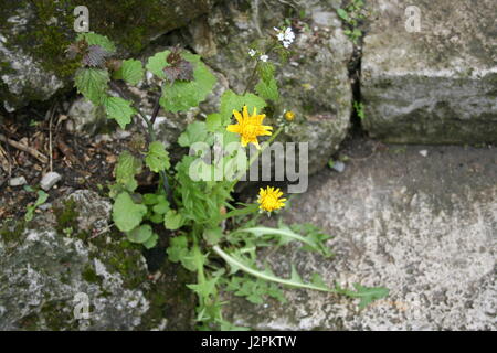 Löwenzahn auf einem Bergpfad durch Steinen gewachsen Stockfoto