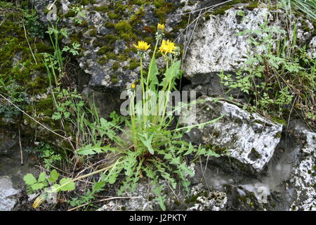 Löwenzahn wächst auf Felsen bedeckt mit Moos Stockfoto