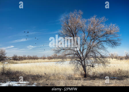 Einsamer Baum und Vögel im Feld in Südkasachstan Stockfoto