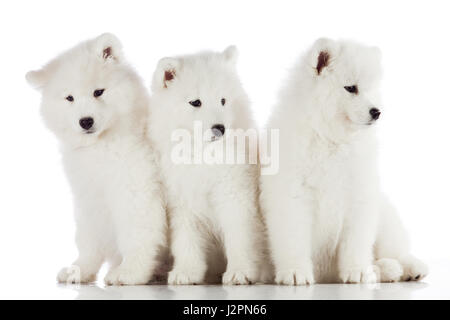drei Samojeden Welpen auf dem weißen Hintergrund isoliert. lustige Welpen von Samojeden Hund Stockfoto