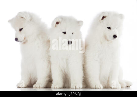 drei Samojeden Welpen auf dem weißen Hintergrund isoliert. lustige Welpen von Samojeden Hund Stockfoto