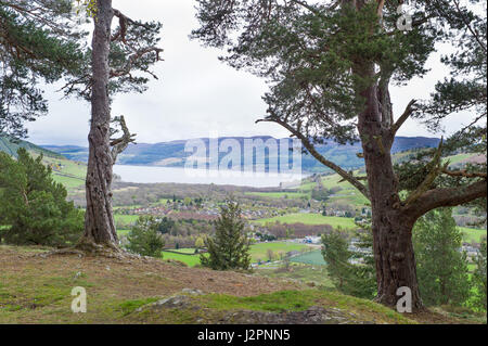 Aussichtspunkt in Woodland Trust Balmacaan Wald mit Blick auf Drumnadrochit Inverness Schottland Stockfoto