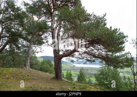 Aussichtspunkt in Woodland Trust Balmacaan Wald mit Blick auf Drumnadrochit Inverness Schottland Stockfoto