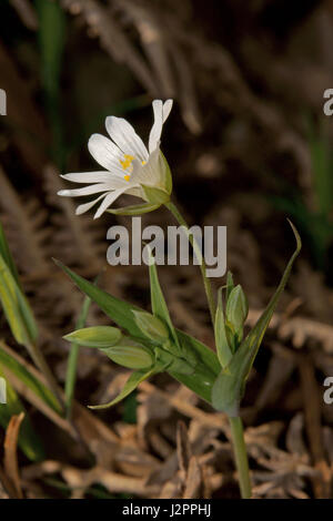 Stellaria holostea Stockfoto
