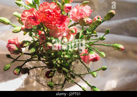 rosa Nelke Blumen in Glasvase Stockfoto