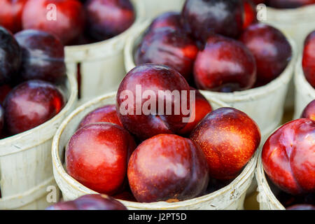 Große Reife Pflaume Früchte auf dem Markt verkauft. Close-up präsentiert. Stockfoto