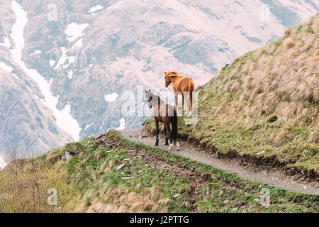 Zwei Pferde suchen gemeinsam vom Rand des Berg oder Hügel. Pferde weiden auf grünen Berghang im Frühjahr In Bergen von Georgien in der Nähe von Stepantsminda Stockfoto