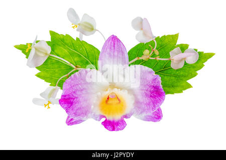 schöne Komposition von Dendrobium, Begonie Blüte und Hibiskus grüne Blätter, isoliert auf weißem Hintergrund, Nahaufnahme Stockfoto