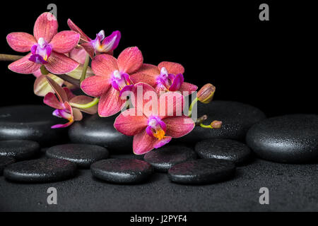 wunderschöne Spa-Konzept des blühenden Zweig rote Orchidee Blume, Phalaenopsis mit Wasser fällt auf Zen Basaltsteinen, Nahaufnahme Stockfoto