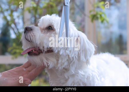 Detailansicht Seite der Kontaktaufnahme zu eines entzückenden weißen Hundes. Der Hund schaut der Groomer. Alle möglichen Marken werden entfernt. Stockfoto