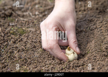 Ansicht von Frauenhand Pflanzung Blumenzwiebel in die Erde-Nahaufnahme Stockfoto