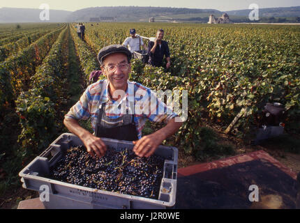 Weinlese picker geerntet Pinot Noir DOMAINE FAIVELEY traditionelle Französische Weinlese und Sortierung Pinot Noir Trauben, in der faiveley Paket des Clos de Vougeot, Nuits-St-Georges, Burgund, Côte d'Or, Frankreich, Côte de Nuits Stockfoto