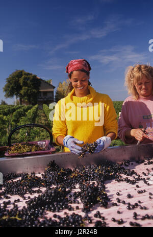 Château Le Pin Traubenlese Pomerol Merlot Traubensortierung unter perfekten Bedingungen beim renommierten Rotweinproduzenten Pomerol, Gironde, Frankreich. Bordeaux Stockfoto