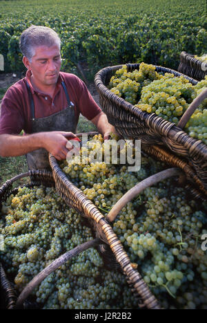 Chardonnay Grand Cru Traubenernte. Korbweide Burgund Chardonnay Trauben Louis Latour Vineyards Hill of Corton, Aloxe-Corton, Côte d'Or, Frankreich Stockfoto