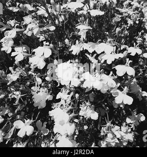 Nahaufnahme, vollständiges Bild einer Gruppe von Blumen in schwarz / weiß gedreht Stockfoto