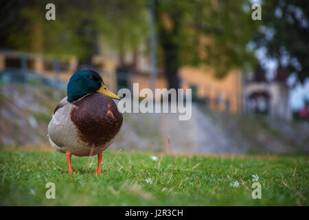 Stockente Spertental am Ufer des Flusses in der Nähe des Flusses Stockfoto