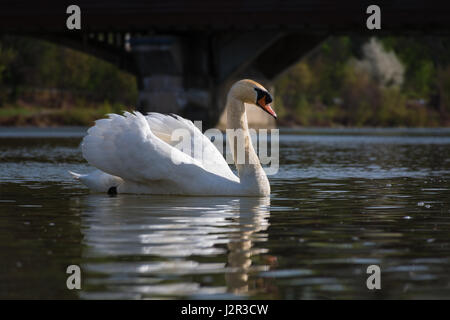 Friedlichen weißen Schwan (Dreak) schwimmt auf dem Fluss Stockfoto