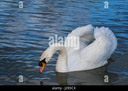 Friedlichen weißen Schwan (Dreak) schwimmt auf dem Fluss Stockfoto