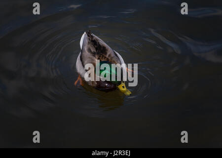 Mallard Ente schwimmend und Essen im Fluss Stockfoto