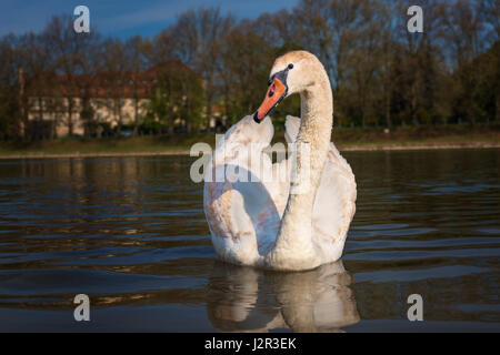 Friedlichen weißen Schwan (Dreak) schwimmt auf dem Fluss Stockfoto