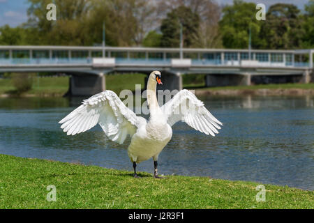 Weisser Schwan Wawing, breite Flügel am Flussufer Stockfoto