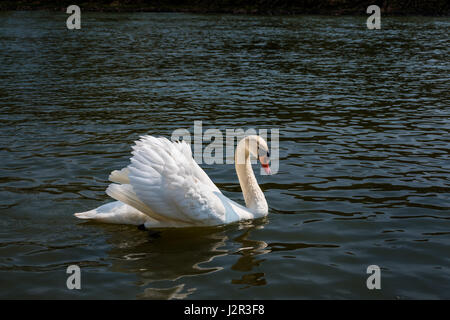 Friedlichen weißen Schwan (Dreak) schwimmt auf dem Fluss Stockfoto