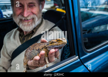 Ein Mann in einem Auto saß hält eine Bartagame Eidechse in der Hand. Stockfoto