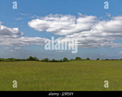 Schottische wiese landschaft Hintergrund ranunkeln Cathkin Braes Country Park, Glasgow Stockfoto