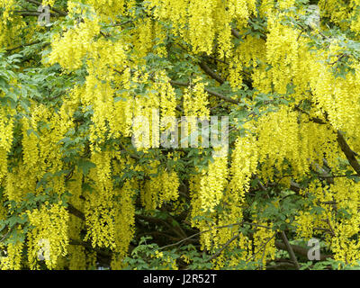 X watereri Goldregen 'Vossii' Baum Stockfoto