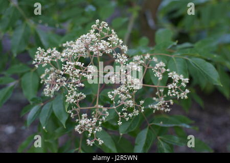 Tetradium daniellii Stockfoto