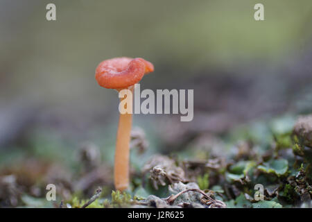 Lacktrichterling laccata Stockfoto