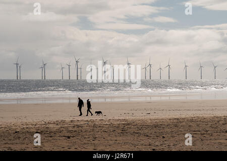 Ein paar Hund am Strand von Seaton Carew mit Redcar Windpark hinter, Hartlepool, England, UK Stockfoto