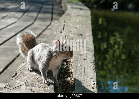 Grauhörnchen im Hyde Park in London getroffen Stockfoto