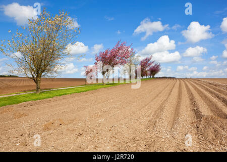 Rosa und weiße Blüten auf Kirschbäume im Frühling auf einem Feldweg neben neu kultivierten Kartoffel Zeilen bei bewölktem Himmel blau Stockfoto