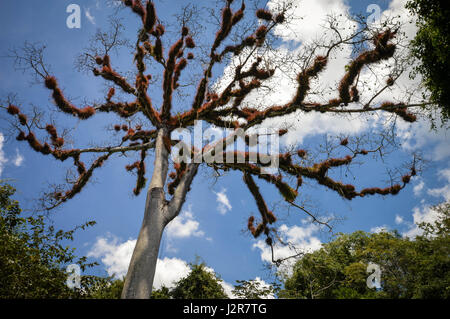 Trockene Ceiba mit Niederlassungen mit flauschigen Vegetation im Nationalpark Tikal, Guatemala. Nach oben Schließen Stockfoto