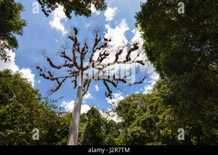 Trockene Ceiba mit Niederlassungen mit flauschigen Vegetation im Nationalpark Tikal, Guatemala Stockfoto