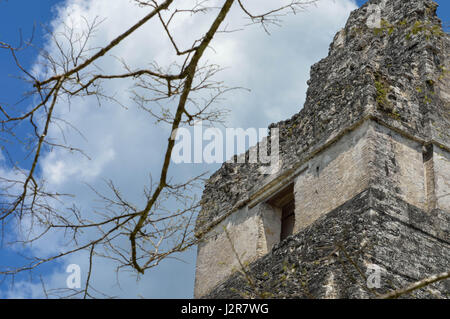 Zweig des Baumes mit den oberen Teil des Tempels habe ich auf dem Hintergrund, in Nationalpark Tikal, Guatemala, selektiven Fokus Stockfoto