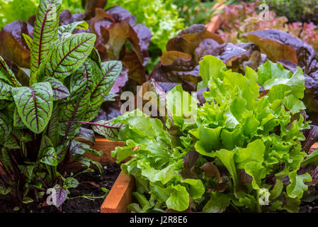 Qm große Garten mit locker-leaved Salat, rot-veined Dock und Kräuter in Holzkiste Stockfoto