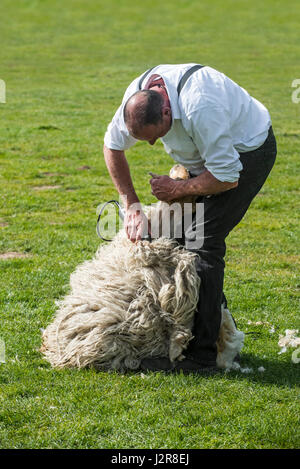 Shearer Maschine Scheren die wollene Vlies ein weißes Schaf mit kraftbetriebenen gezahnte Klinge Messer Stockfoto