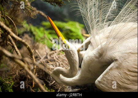 NEW YORK CITY - 13 SEPTEMBER: The American Museum für Naturkunde mit Sammlungen enthalten 32 Millionen Exemplare, ist eines der größten Museen in t Stockfoto