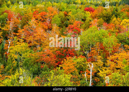 Bunter Herbst Bäume landschaftlichen Hintergrund, Manitoulin Island, Ontario, Kanada Stockfoto