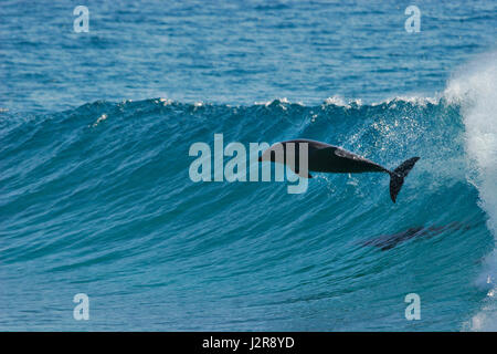 Ein Delfin springt von einer Welle, wie es in Mosambik surft. Stockfoto